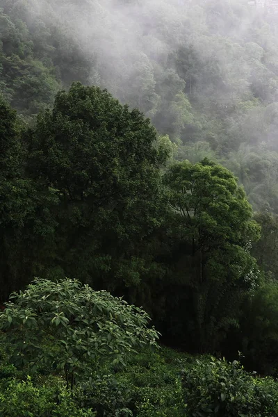 Lussureggiante Foresta Pluviale Tropicale Nebbiosa Foresta Pluviale Che Immagazzinano Acqua — Foto Stock
