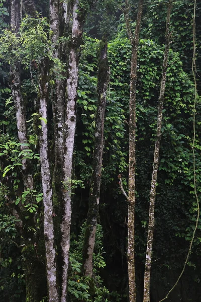 Національний Парк Долини Неори Пишний Зелений Густий Тропічний Тропічний Ліс — стокове фото