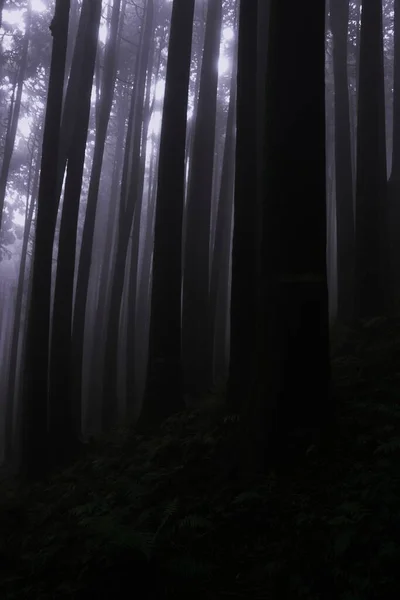 Темний Туманний Туманний Сосновий Ліс Леща Ягат Красивий Хвойний Ліс — стокове фото