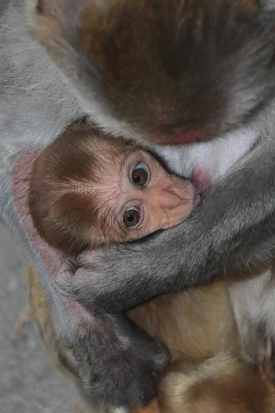 Bebekli dişi rhesus macaque (macaca mulatta). Bu eski dünya maymun türü Kuzey Hindistan 'da çok geniş coğrafi çeşitliliğe ve yaygın maymun türlerine sahiptir.