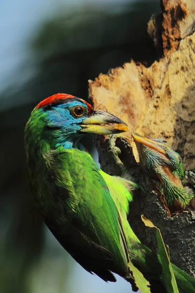 Vogelnest Der Sommersaison Indischen Wald Blaukehl Berberitzenvogel Psilopogon Asiaticus Füttert — Stockfoto