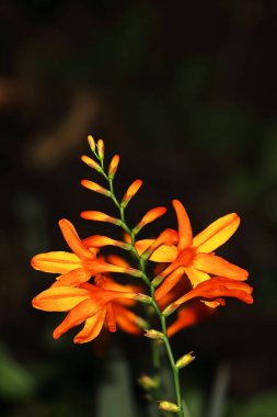 Yaz mevsiminde, Hindistan 'ın batı bengal bölgesinin Himalaya eteklerinde güzel yabani çiçekler açıyor.