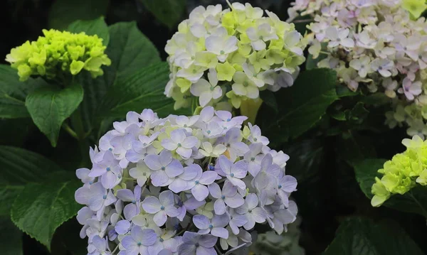 Belas Flores Hortênsia Cor Azul Estão Florescendo Temporada Verão Área — Fotografia de Stock