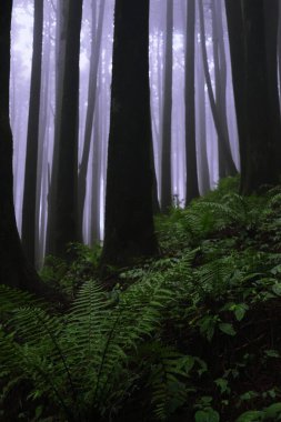 Ürkütücü ve gizemli çam ormanı. Muson mevsiminde Himalaya eteklerindeki Darjeeling tepe istasyonu yakınlarında, lepcha jagat 'ın sisli ormanları.