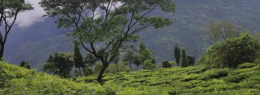 Batı Bengal, Hindistan 'daki Darjeeling Hill İstasyonu' nun yakınındaki Mirik 'te bulunan Himalaya eteklerinin yemyeşil çay bahçesi ve dağ manzarası.