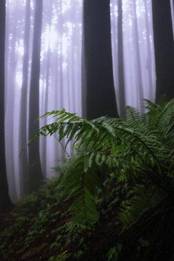 Ürkütücü ve gizemli çam ormanı. Muson mevsiminde Himalaya eteklerindeki Darjeeling tepe istasyonu yakınlarında, lepcha jagat 'ın sisli ormanları.