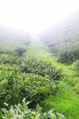 Sisli ve bulutlu tepe manzarası, yemyeşil Darjeeling çay çiftliği, batı Bengal, Hindistan 'daki Himalaya dağlarının yamaçlarında.