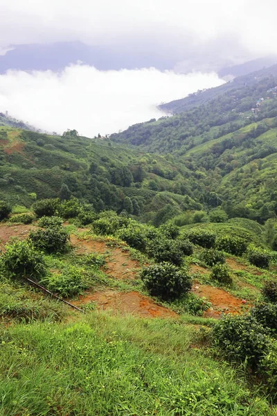 Mglisty Pochmurny Pagórkowaty Krajobraz Bujna Plantacja Zielonej Herbaty Darjeeling Zboczach — Zdjęcie stockowe