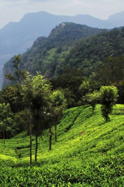 Hindistan 'ın güneyindeki Tamilnadu' daki Ooty Hill İstasyonu yakınlarındaki Nilgiri dağ eteklerinde güzel yemyeşil coonoor çay bahçesi.