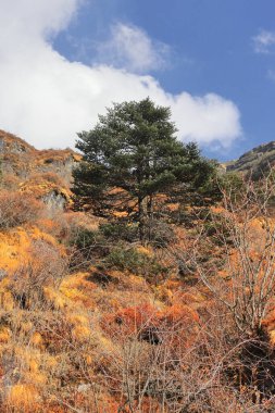 Doğu Sikkim 'in dağ güzelliği ve vahşi doğası, yüksek rakımlı himalaya bölgesi Hindistan, Çin ve Bhutan üç kavşağı Chumbi vadisine yakın.