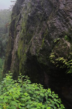 Batı Bengal, Hindistan 'da Darjeeling yakınlarındaki Himalaya eteklerindeki kayalık yamaçlar ve tropikal ormanlar.