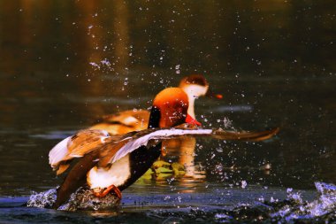 Güzel dalış yapan ördek sürüsü kırmızı ibikli pochard (netta rufina), chupir char veya purbasthali kuş barınağındaki göçmen kuşlar Batı Bengal, Hindistan