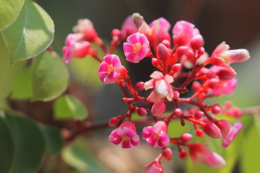 Güzel pembe karambola çiçekleri veya bahçede açan yıldız meyveleri, egzotik tropikal meyveler.