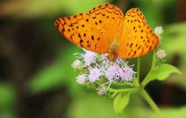 Güzel benekli kırsal ya da sıradan leopar kelebeği (phalanta phalantha) çiçeğin tozlaşması, ilkbahar sabahı güneşli bir sabah, kelebek bahçesi