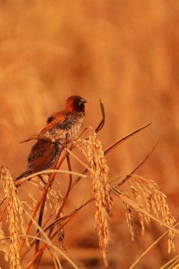 Hindistan 'da bir çeltik tarlasında çeltik tarlasına tünemiş pullu göğüslü mannikin (lonchura punctulata)