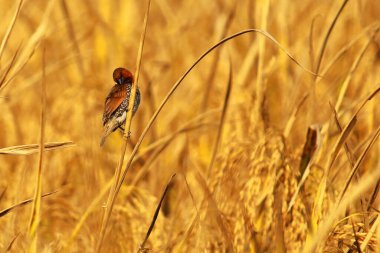 Güzel, küçük bir kuş pullu göğüslü munia ya da benekli munia ya da hindistan cevizi mannikini (lonchura punctulata) bir çeltik tarlasında tünemekte.