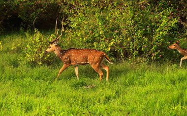 Güney Hindistan, Karnataka 'da bir otlakta, haydut ulusal parkında benekli geyik (eksen ekseni) olarak da bilinen bir erkek Chita veya çita.