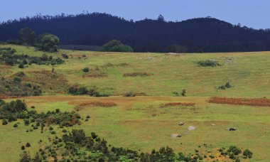 Hindistan 'ın güneyindeki Tamilnadu kentindeki Ooty Hill İstasyonu yakınlarında yemyeşil çayırlar, çam ormanları ve 9. mil manzaralı Nilgiri Dağları manzarası.