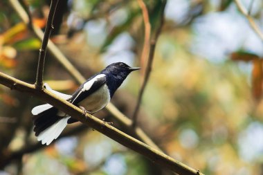 Güzel bir ötücü kuş bir erkek doğulu saksağan bülbülü (copsyus saularis) Hindistan tropikal ormanlarında bir dala tünemektedir.