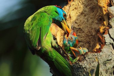 Güzel ve renkli mavi boğazlı barbet (psilopogon asiaticus) yavrusunu yaz mevsiminde Hindistan tropikal ormanında yuvada besler.