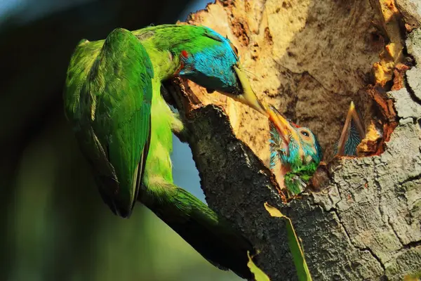 Güzel ve renkli mavi boğazlı barbet (psilopogon asiaticus) yavrusunu yaz mevsiminde Hindistan tropikal ormanında yuvada besler.