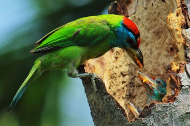 güzel ve mavi boğazlı barbet kuşu (psilopogon asiaticus) yuvadaki yavruları besler, Hindistan 'da yaz mevsiminde tropikal ormanlar