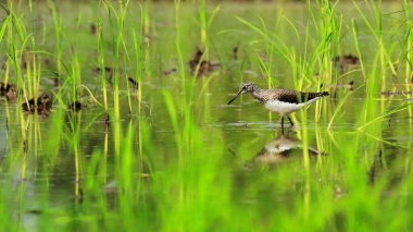 Yeşil çulluk (tringa ochropus), Hindistan 'ın batı bengal bölgesindeki Sundarbans delta bölgesinde bulunan küçük bir balıkçı kuşu.