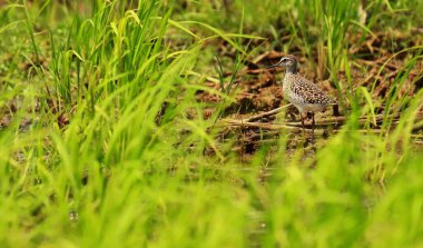 Batı Bengal, Hindistan 'da Sundarbans delta bölgesinde bir bataklıkta (tringa glareola) bir çulluk.