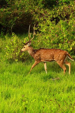 beautiful stag, male chital or spotted deer (axis axis) grazing in a grassland in bandipur national park, western ghats biodiversity hotspot in india clipart