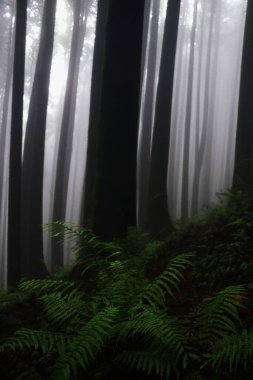 Sisli ve büyülü çam ormanı lepcha jagat, Darjeeling Hill istasyonu yakınlarındaki küçük himalaya köyü, Batı Bengal, Hindistan