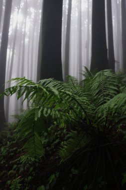Sisli ve büyülü çam ormanı lepcha jagat, Darjeeling Hill istasyonu yakınlarındaki küçük himalaya köyü, Batı Bengal, Hindistan