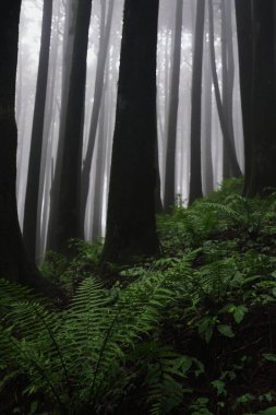 Sisli ve büyülü çam ormanı lepcha jagat, Darjeeling Hill istasyonu yakınlarındaki küçük himalaya köyü, Batı Bengal, Hindistan