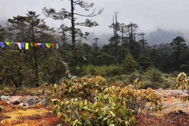 wilderness of north sikkim, beautiful alpine forest and surrounding cloudy-foggy himalaya mountains near yumthang valley, north sikkim in india clipart
