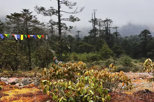 北锡金荒原 美丽的高山森林和周围云雾蒙蒙的希玛拉亚山脉 靠近云南谷地 北锡金 — 图库照片