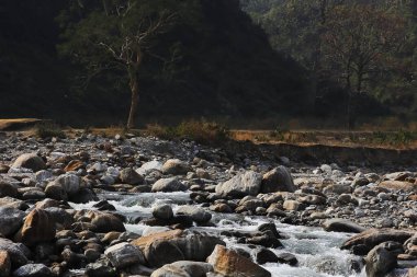 Dudhia 'daki Batı Bengal' in terai-dooars bölgesinde. güzel dağ deresi (balason nehri) vadiden akıyor, himalaya etekleri Hindistan 'da