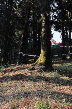 beautiful pine woodland (coniferous forest) of lepcha jagat, slopes of himalaya mountain foothills near darjeeling hill station in west bengal, india clipart