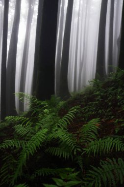 Lepcha Jagat 'ın güzel çam ormanları (kozalaklı ormanlar), Hindistan' ın batı Bengal kentindeki Darjeeling Tepesi eteklerinin yakınlarındaki himalaya dağ etekleri.