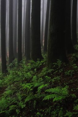 Lepcha Jagat 'ın güzel çam ormanları (kozalaklı ormanlar), Hindistan' ın batı Bengal kentindeki Darjeeling Tepesi eteklerinin yakınlarındaki himalaya dağ etekleri.