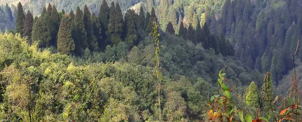 Lepcha Jagat 'ın güzel çam ormanları (kozalaklı ormanlar), Hindistan' ın batı Bengal kentindeki Darjeeling Tepesi eteklerinin yakınlarındaki himalaya dağ etekleri.