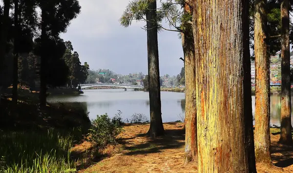 位于印度西孟加拉邦达吉岭区喜玛拉雅山麓丘陵地区的密里克湖被松树林环绕的美丽景色 — 图库照片