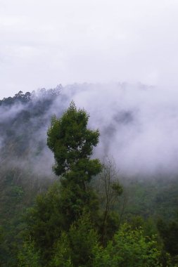 Muson bulutları, tahtırevan tepeleri üzerinde toplanıyor, batı ghat dağlarının bir kısmı, tropikal yağmur ormanlarının vahşi toprakları, tamilnadu, Hindistan 'da kodaikanal