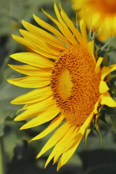 Hindistan 'da yaz mevsiminde tarlada çiçek açan güzel sarı ayçiçeğinin (helianthus annuus) kapağını kapatın.