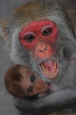 rhesus macaque (macaca mulatta) family, baby with mother in singalila forest. fauna and wildlife of india clipart