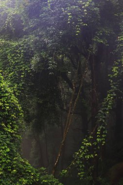 Kuzeydoğu Hindistan 'daki Himalaya dağlarının eteklerindeki sisli ve yemyeşil tropikal yağmur ormanları.