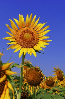 Güzel sarı ayçiçeğinin (helianthus annuus) yakın çekim alanında, yaz mevsiminde, Hindistan 'da yağ tohumu ekimi yetiştirilir.