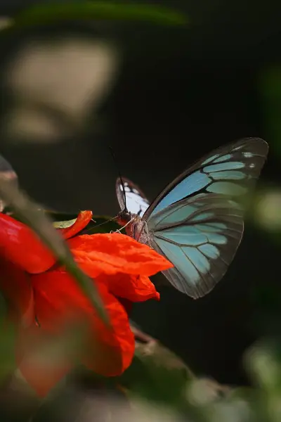 stock image beautiful common wanderer or malayan wanderer butterfly (pareronia valeria), sucking nectar and pollinating the flower