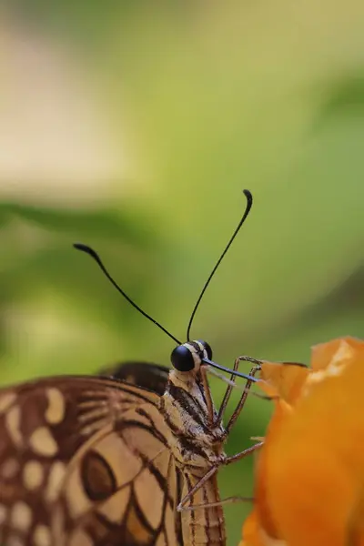 stock image lime butterfly or lemon butterfly (papilio demoleus) also known as chequered swallowtail, sucking nectar and pollinating the flower