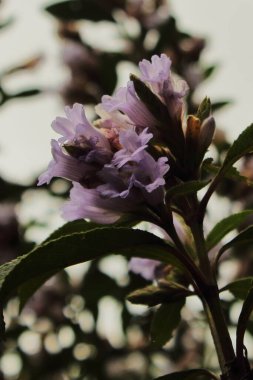 neelakurinji flower (strobilanthes kunthiana), neela kurinji blooms once in 12 years. found in nilgiri, palani and western ghats mountains area, india clipart