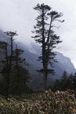 Kozalaklı orman ve Himalaya 'nın dağlık arazisinin vahşi doğası Yumthang Vadisi, Kuzey Sikkim' in uzak bölgesi, Hindistan