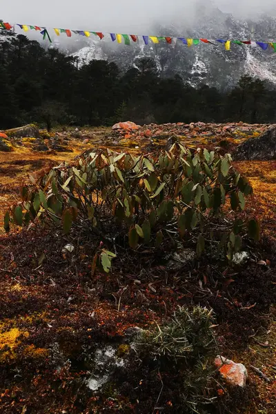 stock image coniferous forest and wilderness of alpine mountain landscape of himalaya near yumthang valley, remote area of north sikkim in india